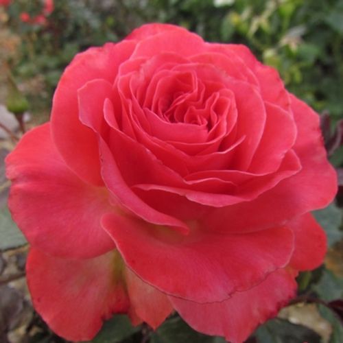 Rosa Mystic Glow™ - rosa - Árbol de Rosas Floribunda - rosal de pie alto- forma de corona tupida